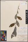 Foto von Salix discolor Muhl.